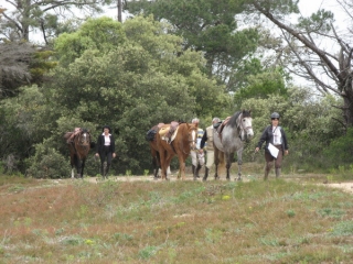  Serviços equestres 
